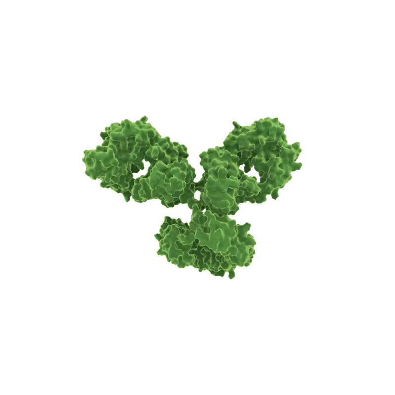 IgG monoclonal antibody Y-structure render
