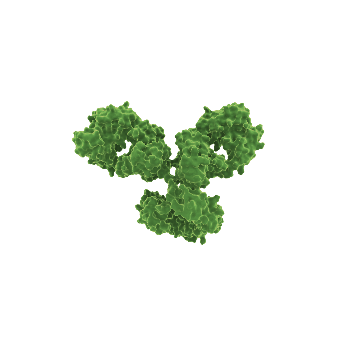 IgG monoclonal antibody Y-structure render