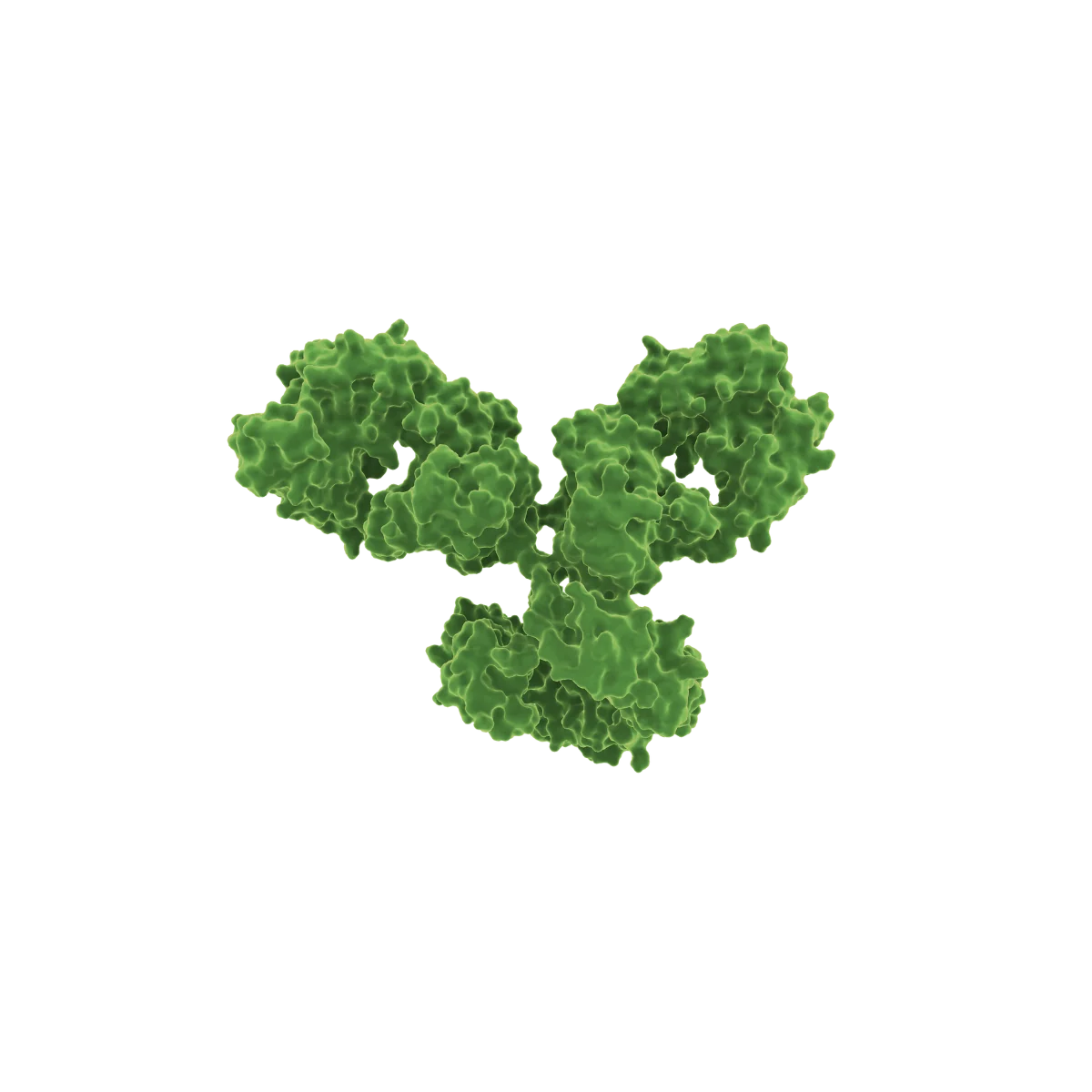IgG monoclonal antibody Y-structure render
