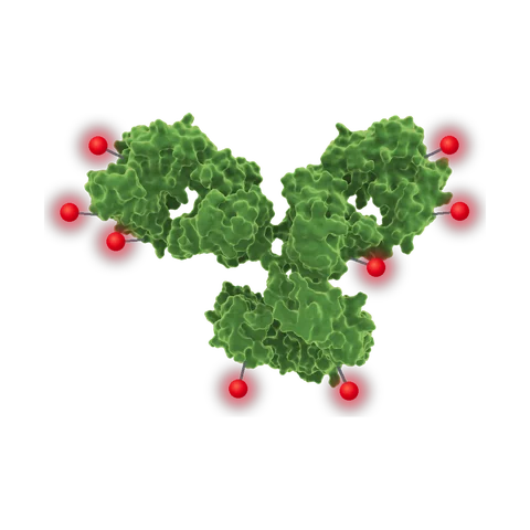 Antibody-drug conjugate icon